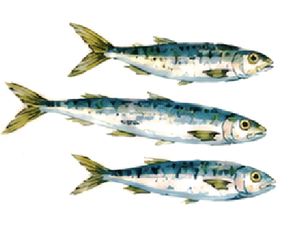 Sardines